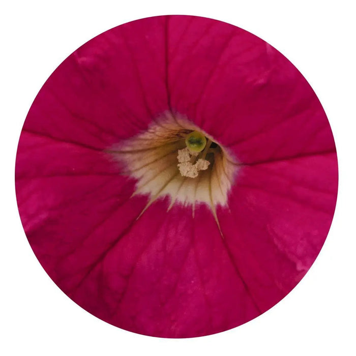 Petunia Success 360° Deep Pink Pelleted Flower Seeds - CGASPL