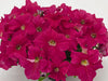 Petunia Success 360° Deep Pink Pelleted Flower Seeds - CGASPL