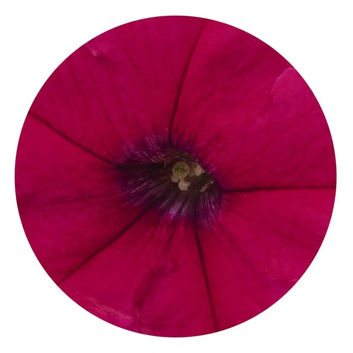Petunia Success 360° Deep Rose Pelleted Flower Seeds - CGASPL