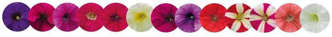 Petunia Success 360° Maxi Mix Pelleted Flower Seeds - CGASPL