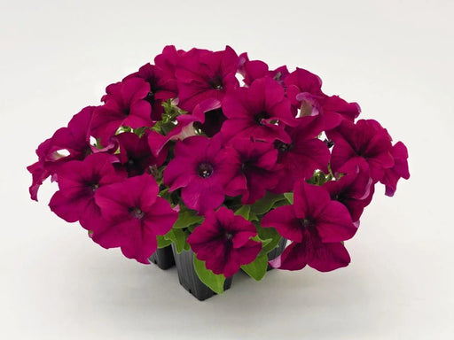 Petunia Success 360° Purple Pelleted Flower Seeds - CGASPL