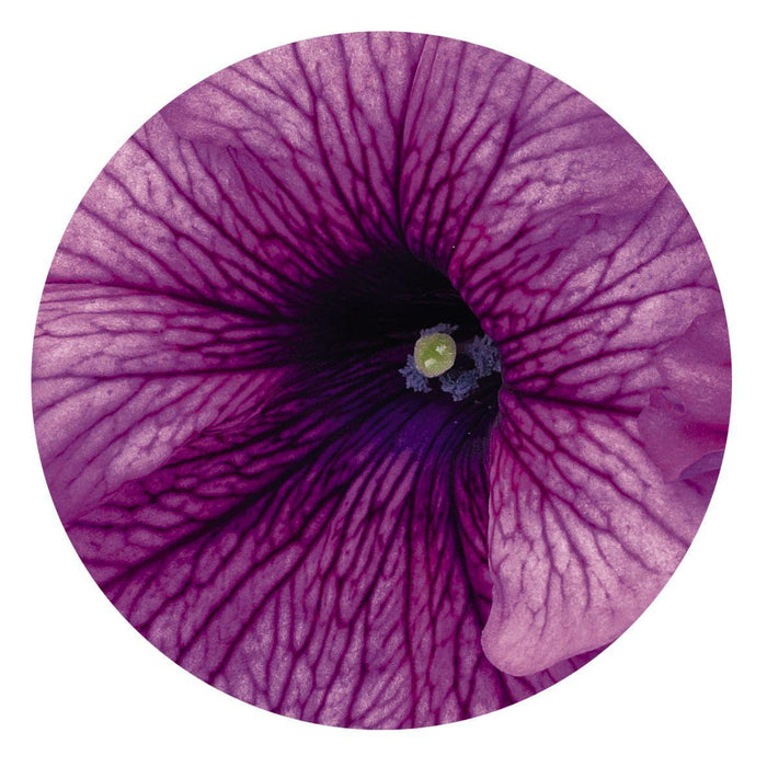 Petunia Success 360° Purple Vein Pelleted Flower Seeds - CGASPL
