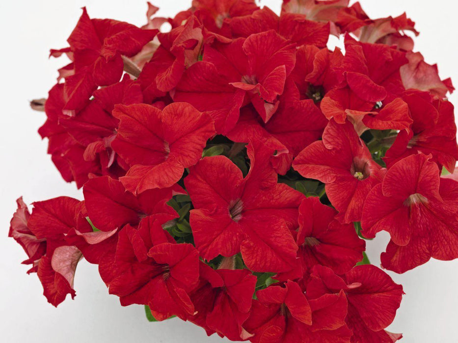 Petunia Success 360° Red Pelleted Flower Seeds - CGASPL
