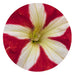 Petunia Success 360° Red Star Pelleted Flower Seeds - CGASPL