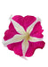 Petunia Success 360° Rose Star Flower Seeds - CGASPL