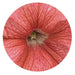 Petunia Success 360° Salmon Vein Pelleted Flower Seeds - CGASPL