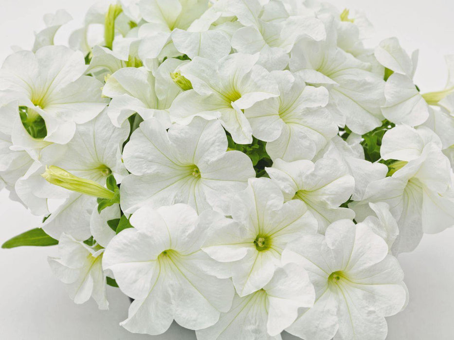 Petunia Success 360° White Pelleted Flower Seeds - CGASPL