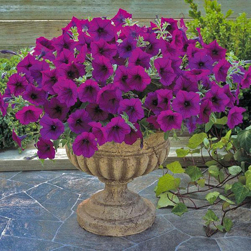 Petunia Trilogy Purple Flower Seeds - CGASPL