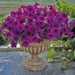 Petunia Trilogy Purple Flower Seeds - CGASPL