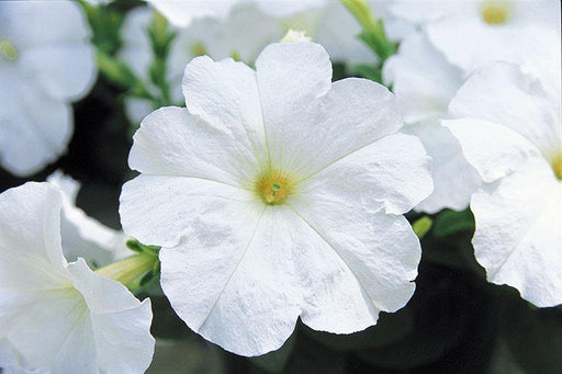 Petunia Trilogy White Flower Seeds - CGASPL
