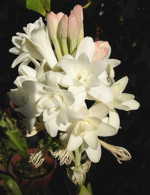 Polianthes Tuberos ( Nishigandha) Flower Bulbs Pack of 50 Bulbs - CGASPL