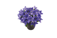 Platycodon Pop Star Blue Flower seeds - CGASPL