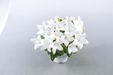Platycodon Pop Star Pure White Flower seeds - CGASPL
