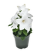 Platycodon Pop Star Pure White Flower seeds - CGASPL
