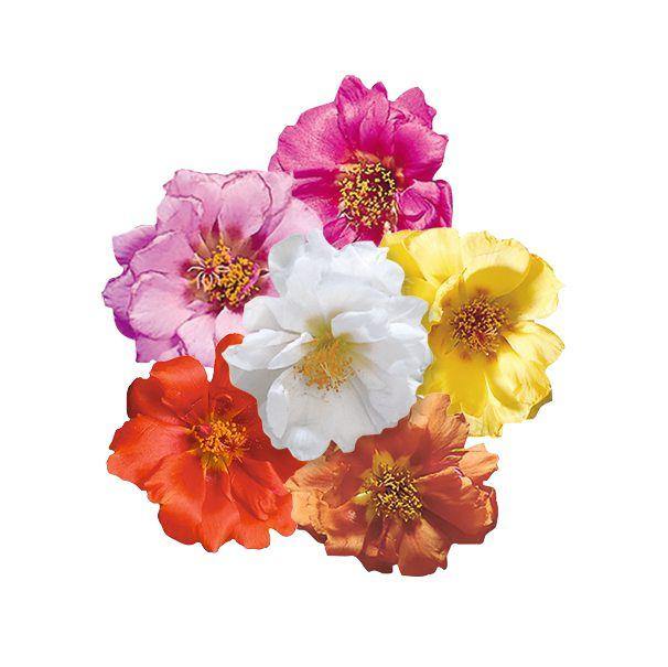 Portulaca Sundial Mix Flower Seeds - CGASPL