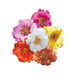 Portulaca Sundial Mix Flower Seeds - CGASPL