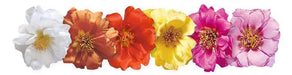 Portulaca Sundial Mix Flower Seeds - ChhajedGarden.com