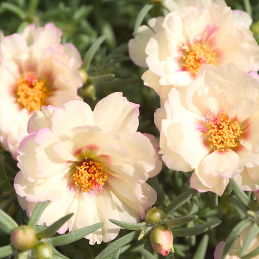 Portulaca Sunseeker Cream Flower Seeds - CGASPL