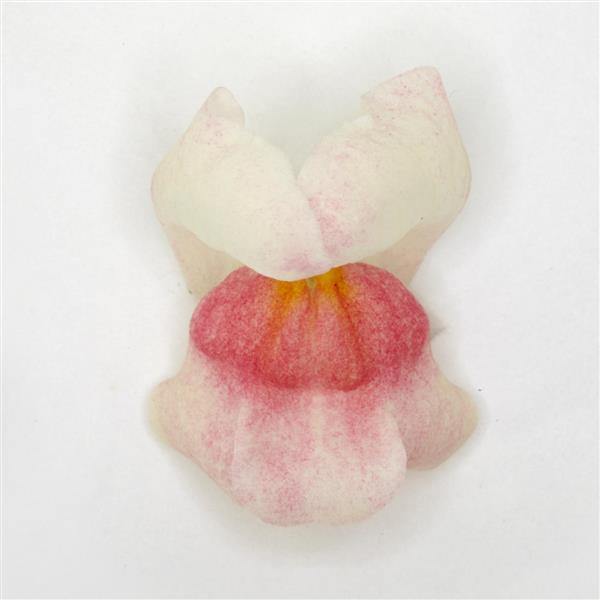 Antirrhinum Potomac Appleblossom Flower Seeds - CGASPL