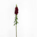 Antirrhinum Potomac Crimson Flower Seeds - CGASPL