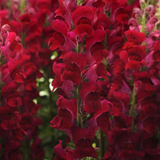 Antirrhinum Potomac Crimson Flower Seeds - CGASPL
