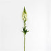 Antirrhinum Potomac Ivory White Flower Seeds - CGASPL
