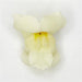 Antirrhinum Potomac Ivory White Flower Seeds - CGASPL