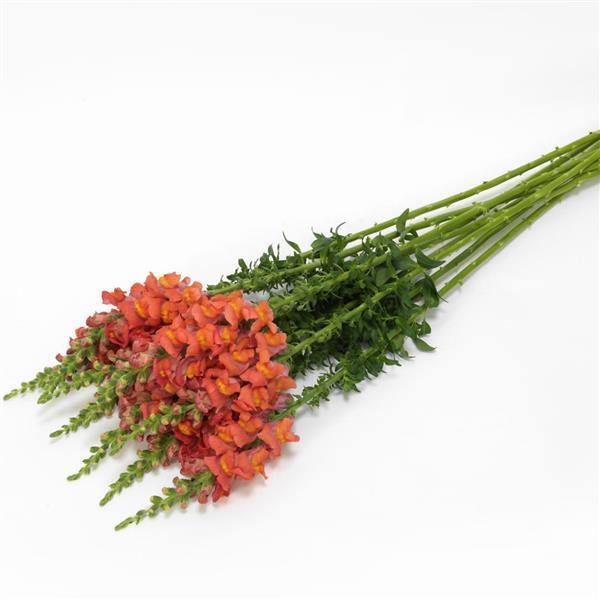 Antirrhinum Potomac Orange Flower Seeds - CGASPL