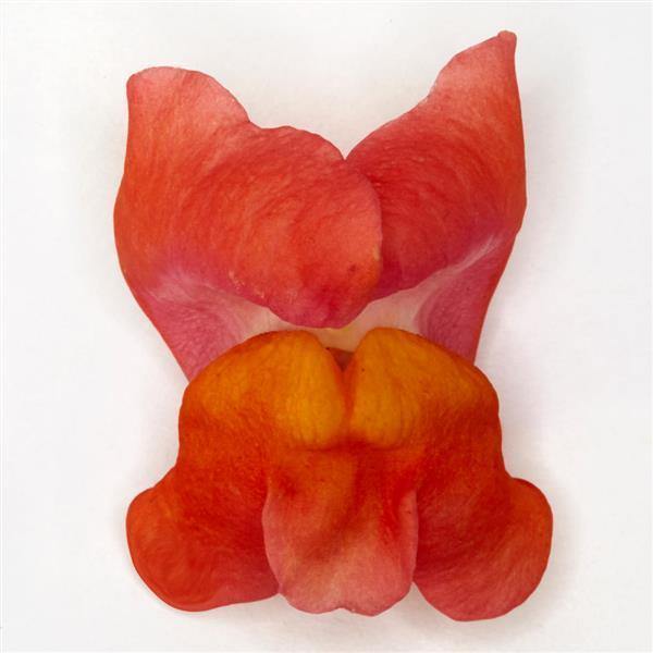 Antirrhinum Potomac Orange Flower Seeds - CGASPL