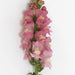Antirrhinum Potomac Pink Flower Seeds - CGASPL