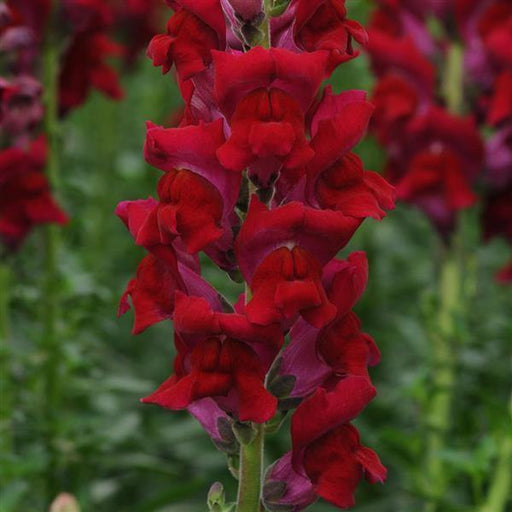 Antirrhinum Potomac Red Flower Seeds - CGASPL