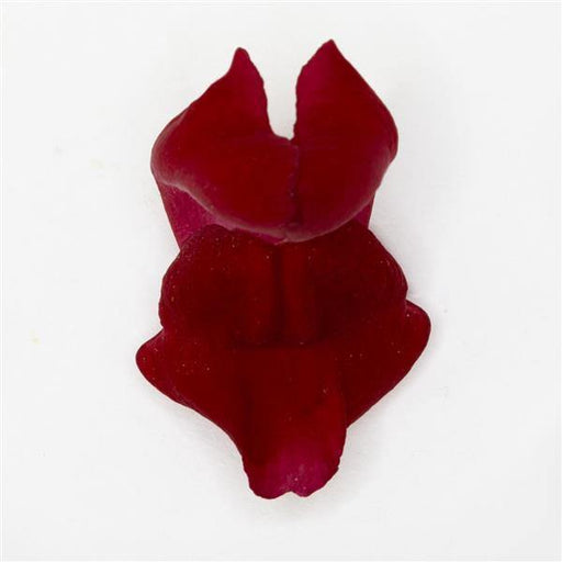 Antirrhinum Potomac Red Flower Seeds - CGASPL
