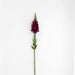 Antirrhinum Potomac Royal Flower Seeds - CGASPL