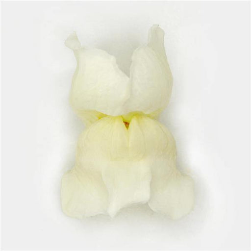 Antirrhinum Potomac White Flower Seeds - CGASPL