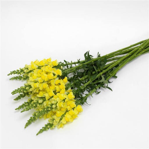 Antirrhinum Potomac Yellow Flower Seeds - CGASPL