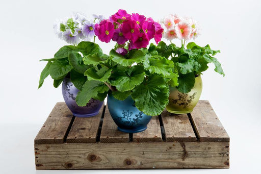 Primula Obconica Touch Me Midi Mix Flower Seeds - CGASPL