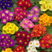 Primula Acaulis Danova Mix Flower Seeds - CGASPL