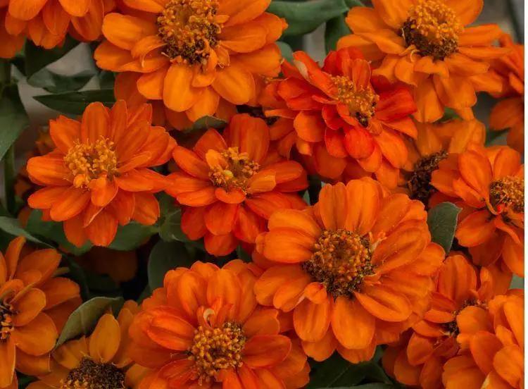 Zinnia Double Profusion Fire Flower Seeds - CGASPL