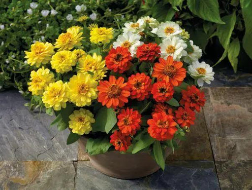 Zinnia Double Profusion Mix Flower Seeds - CGASPL