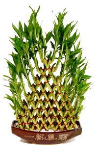 braided lucky bamboo plant Lucky Bamboo 8 Layer Braided – ChhajedGarden.com