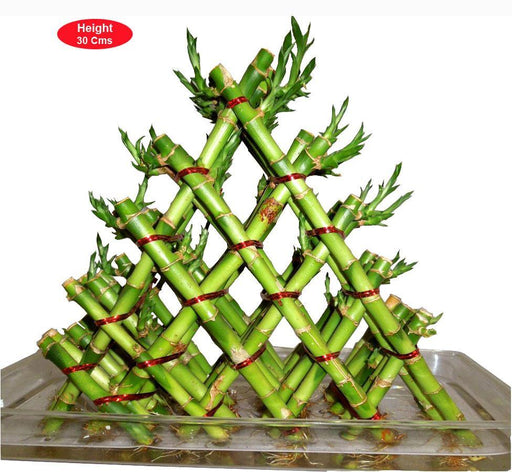 lucky bamboo pyramid 5 Layer Pyramid Lucky Bamboo