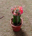 Gymnocalycium mihanovichii Var.friedrichii Red-Green Moon Cactus (Small) - ChhajedGarden.com