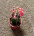 Gymnocalycium mihanovichii Var.friedrichii Red-Green Moon Cactus (Small) - ChhajedGarden.com