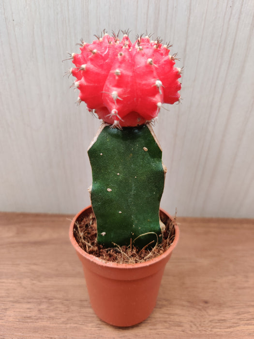 Strong and Passionate Indoor Cactus