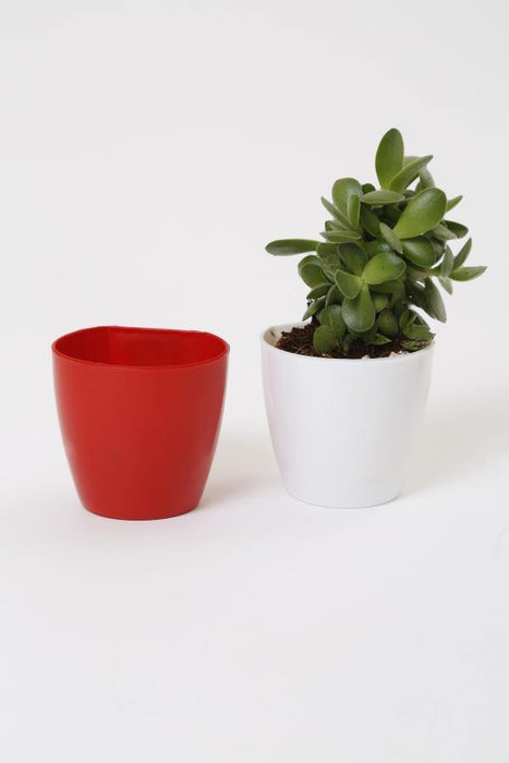 2.5" Magnetic Pot Red - CGASPL