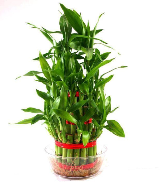 3 Layer Lucky Bamboo (Pack of 24 Plants ) - CGASPL