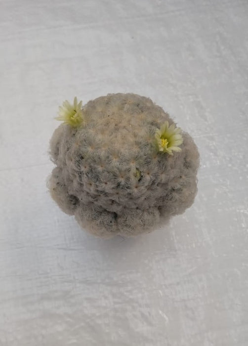 Mammillaria plumosa white cactus
