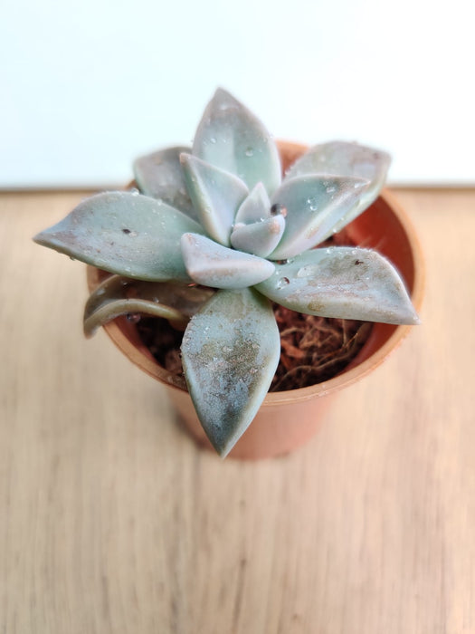Graptopetalum Paraguayense (Ghost Plant) Small Succulent Plant