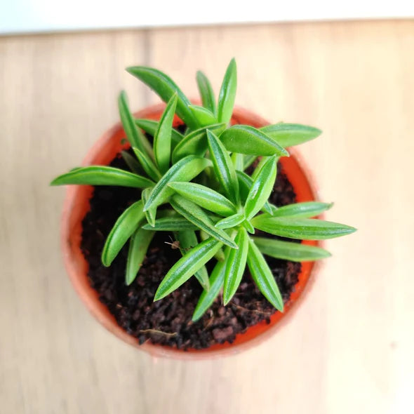 Peperomia axillaris  Small Succulent Plant