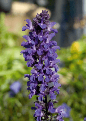 Salvia Superba Adora Blue Flower Seeds - ChhajedGarden.com